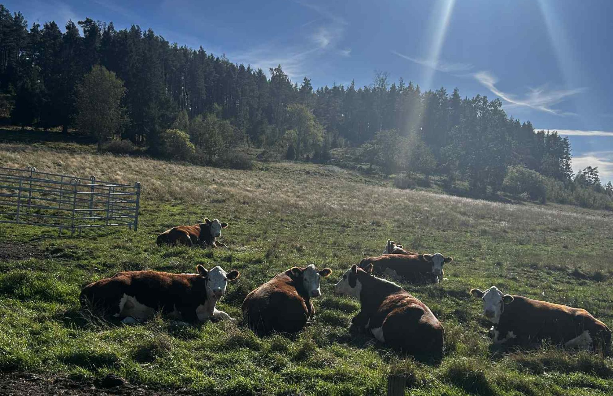Kor som ligger i en grön äng med skog och solbelyst landskap i bakgrunden