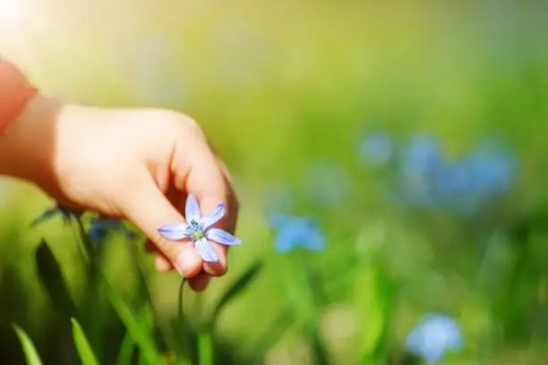 En hand plcokar blomma på äng