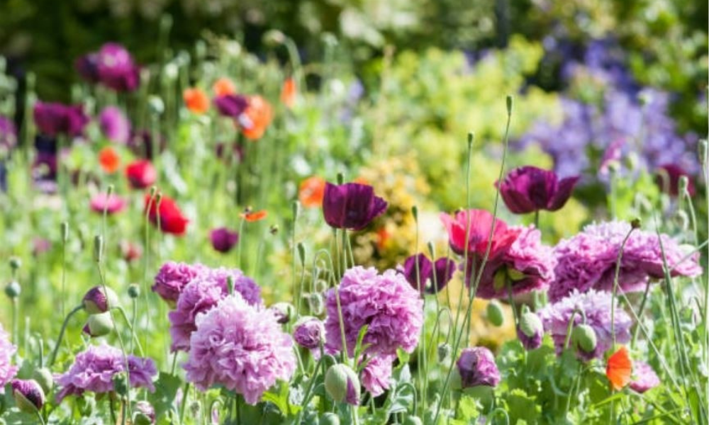 Färgglad sommarträdgård med rosor och vallmo i olika nyanser av lila, rosa, och orange, omgiven av grönska