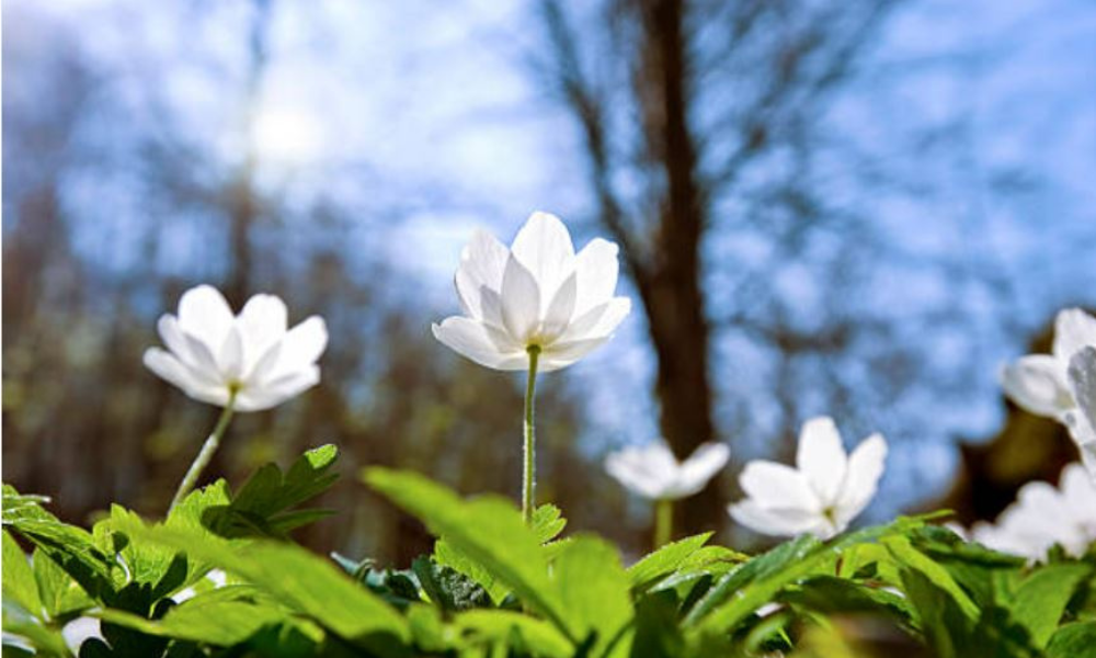 Vita blommor i vårlandskap med blå himmel i bakgrunden
