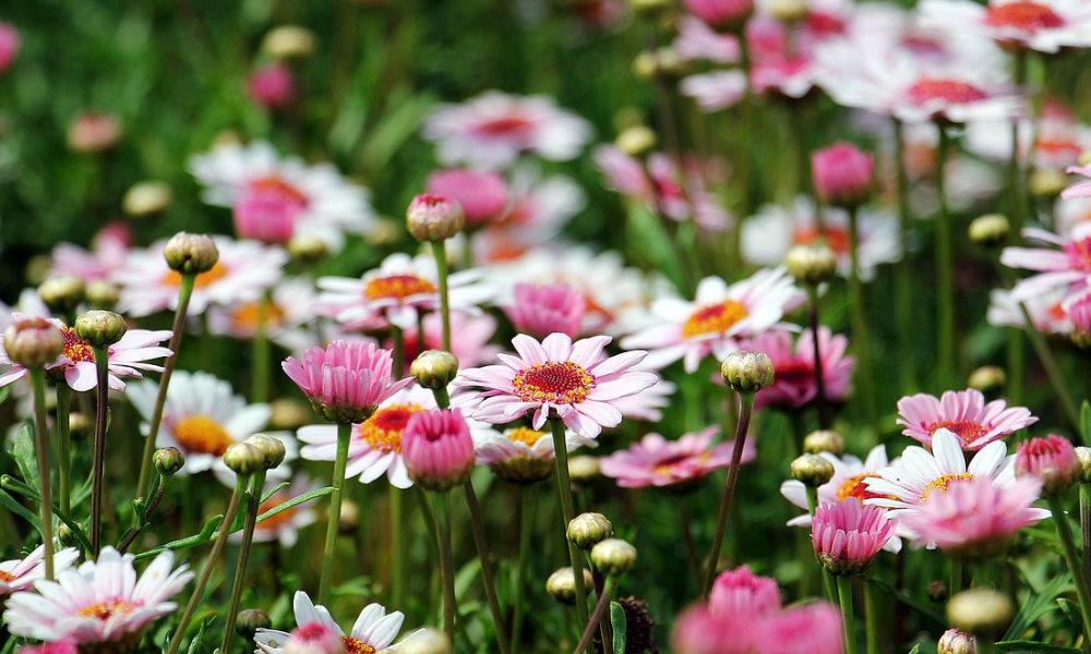 Rosa och vita tusenskönor i en blomsteräng